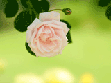 バラ（薔薇）のiPhone壁紙
