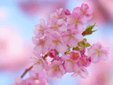 サクラ（桜）のiPhone壁紙