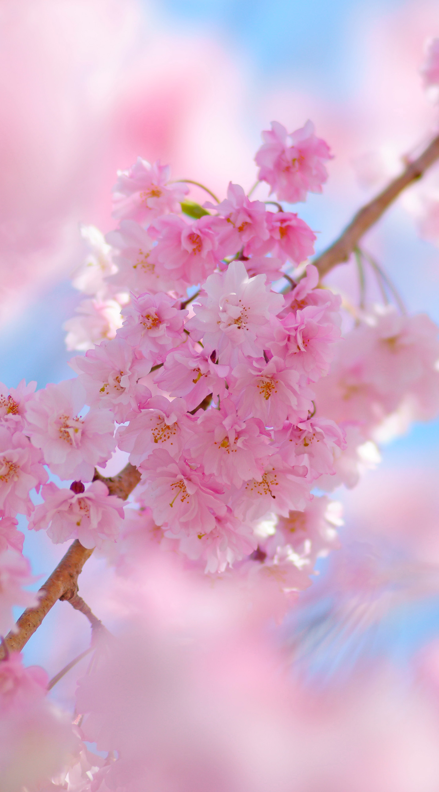 サクラ 桜 Iphone壁紙タウン